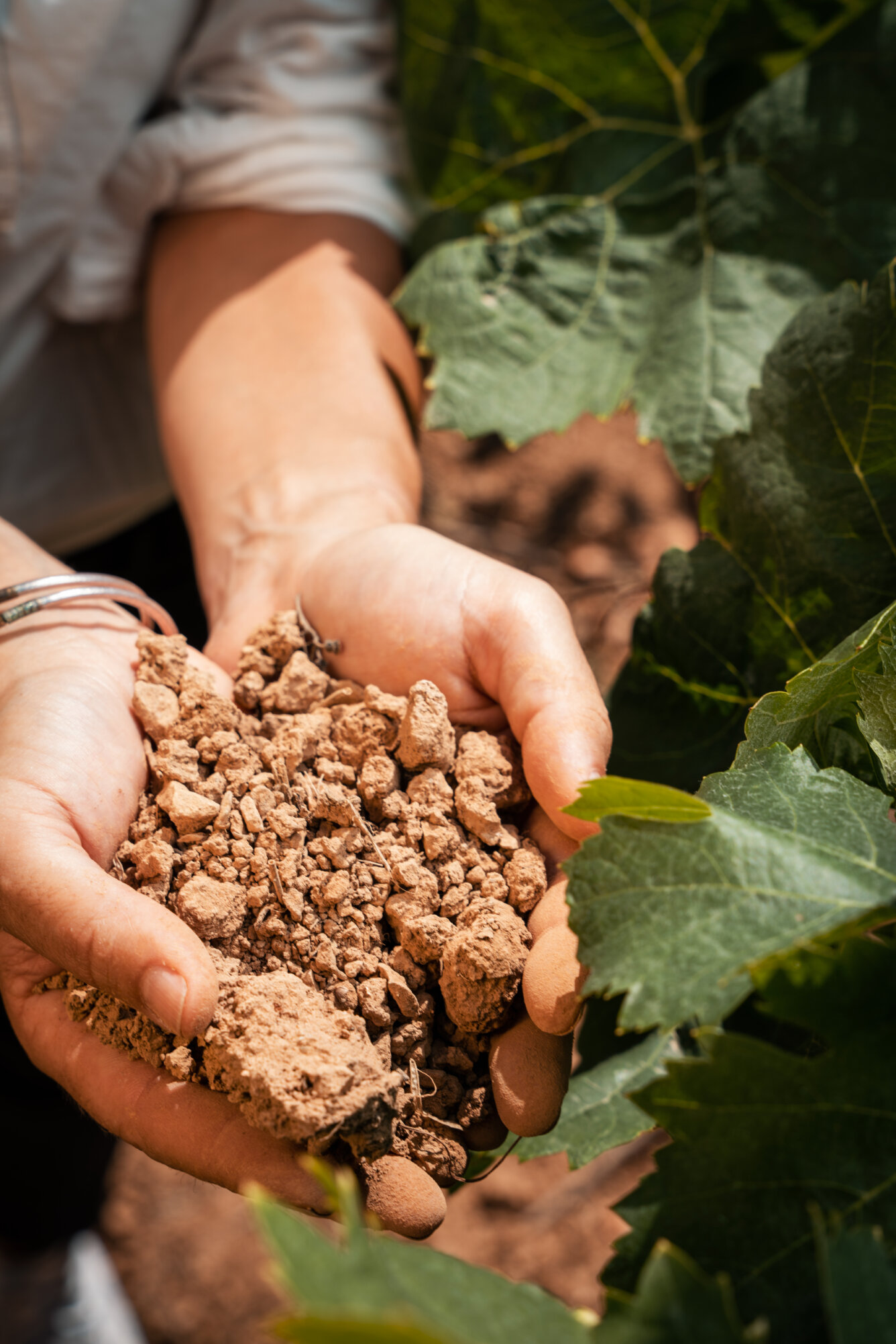 Mythique Sentinelle - Mythique